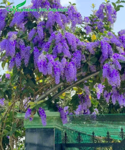 Giàn hoa mai xanh trồng leo cổng nhà