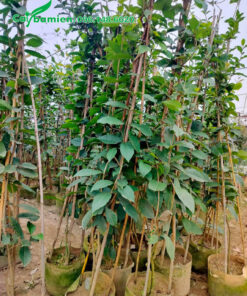 Mai Xanh nguyên bầu cao gần 2m