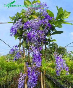 Cây hoa mai xanh trưởng thành leo cao hơn 1m