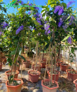 Cây mai xanh thái trồng chậu đang ra hoa