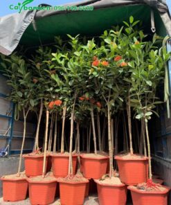 Cây Hoa Trang trồng sẵn trong chậu nhựa giao cho khách hàng