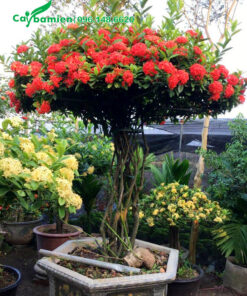 Chậu cây hoa mẫu đơn bonsai, cao 2m, tán dù