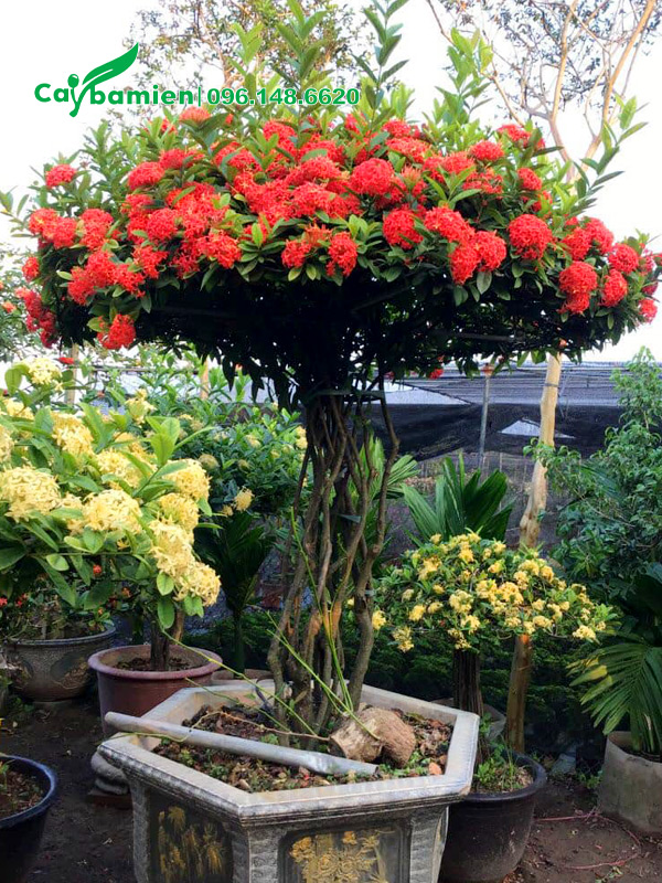 Chậu cây hoa mẫu đơn bonsai, cao 2m, tán dù