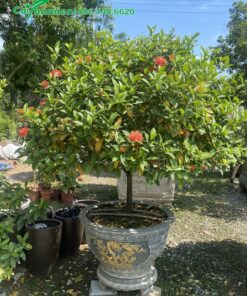 Chậu cây cảnh Mẫu Đơn đẹp