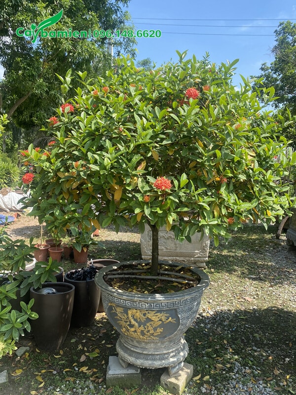 Chậu cây cảnh Mẫu Đơn đẹp