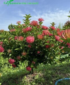 Cây Lâu năm trồng tại vườn, cao hơn 1m