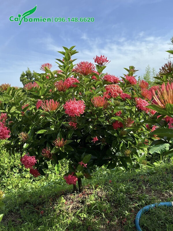 Cây Lâu năm trồng tại vườn, cao hơn 1m