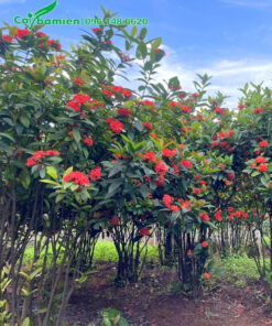 Vườn mẫu đơn đỏ nhung