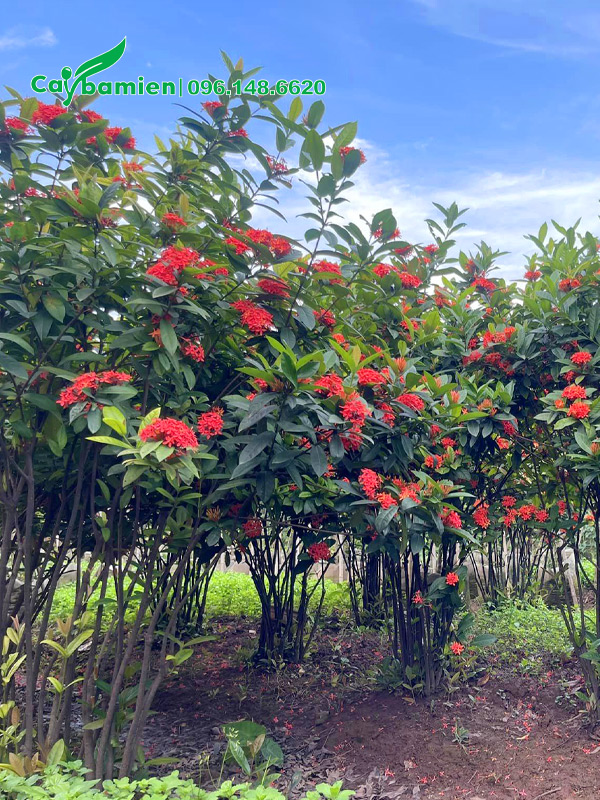 Vườn mẫu đơn đỏ nhung