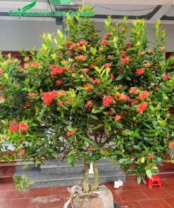 Bứng bầu cây mẫu đơn đỏ lâu năm