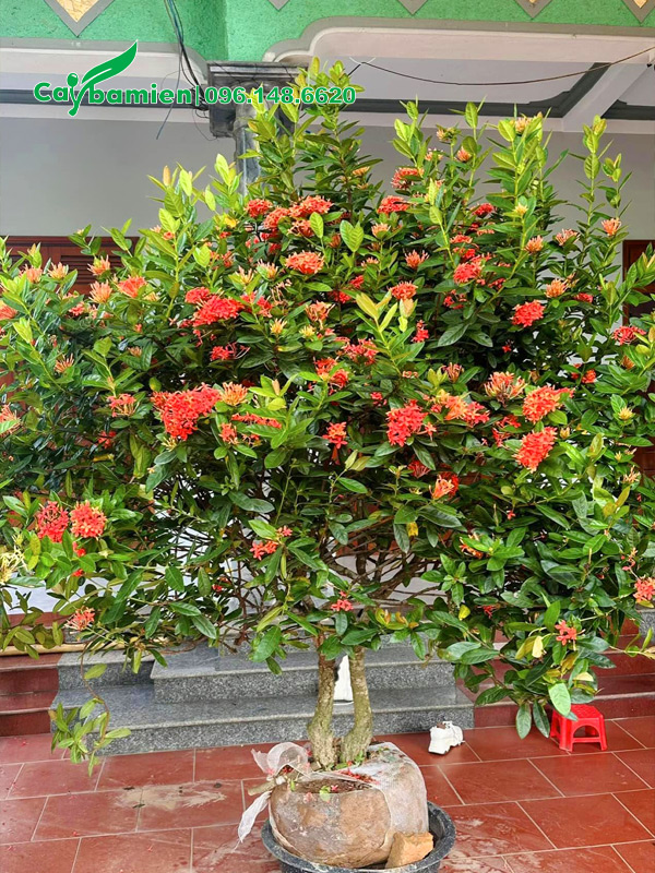 Bứng bầu cây mẫu đơn đỏ lâu năm