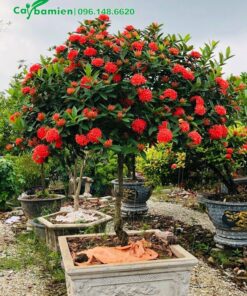 Mẫu Đơn hoa đỏ trồng trong chậu cảnh bằng đá kích thước lớn