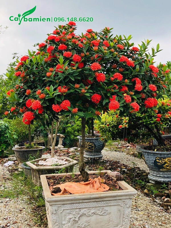 Mẫu Đơn hoa đỏ trồng trong chậu cảnh bằng đá kích thước lớn