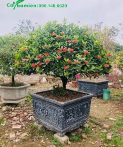 Bán chậu cây hoa mẫu đơn đỏ lâu năm làm cảnh