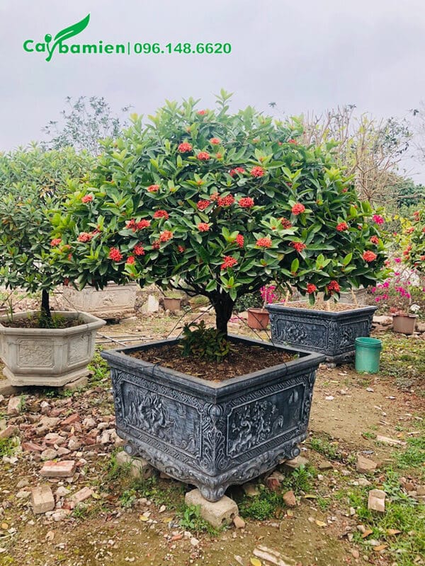 Bán chậu cây hoa mẫu đơn đỏ lâu năm làm cảnh