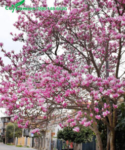 Cây Mộc Lan trồng đường phố đô thị hoa nở kín cành