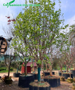 Cây hoa Mộc Lan dưỡng ủ cao hơn 3m