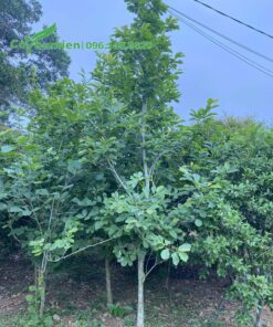 Cây mộc lan ta đẹp