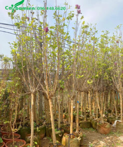 Hàng loại nhỏ đường kính gốc 5cm