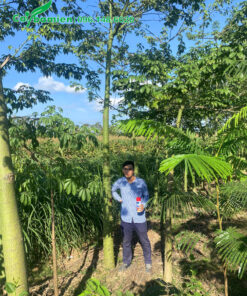 Vườn cây hoa Mỹ Nhân trưởng thành cao hơn 5m