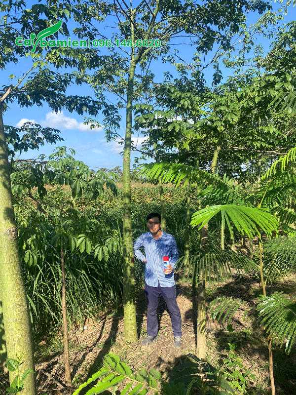 Vườn cây hoa Mỹ Nhân trưởng thành cao hơn 5m