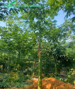 Đánh thẳng cây Mỹ Nhân đường kính gốc 12 - 15cm