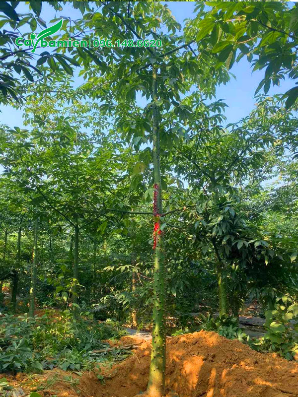 Đánh thẳng cây Mỹ Nhân đường kính gốc 12 - 15cm