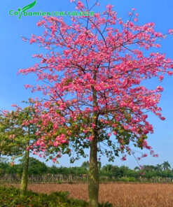 Cây Mỹ Nhân hoa màu hồng đẹp, hàng công trình cao hơn 5m