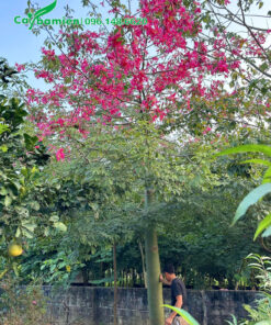 Cây hoa hồng Mỹ Nhân cao lớn, hoa nở đẹp