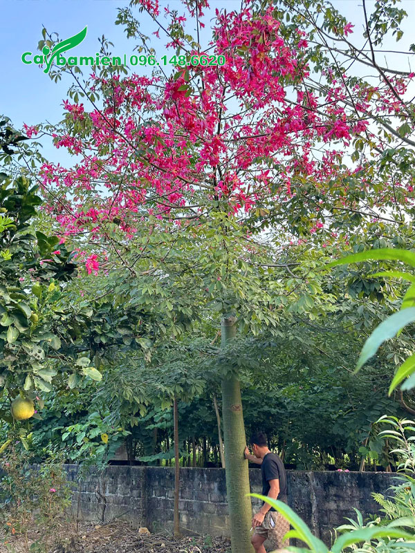 Cây hoa hồng Mỹ Nhân cao lớn, hoa nở đẹp