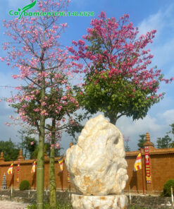 Cây Mỹ Nhân công trình trồng trước cổng chùa