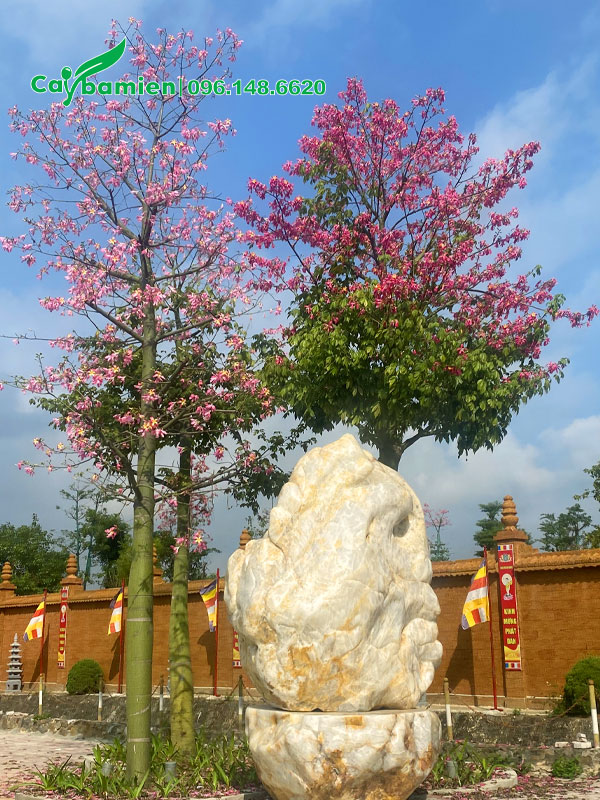 Cây Mỹ Nhân công trình trồng trước cổng chùa