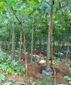 Bứng nóng cây hoa Mỹ Nhân đường kính gốc 15cm