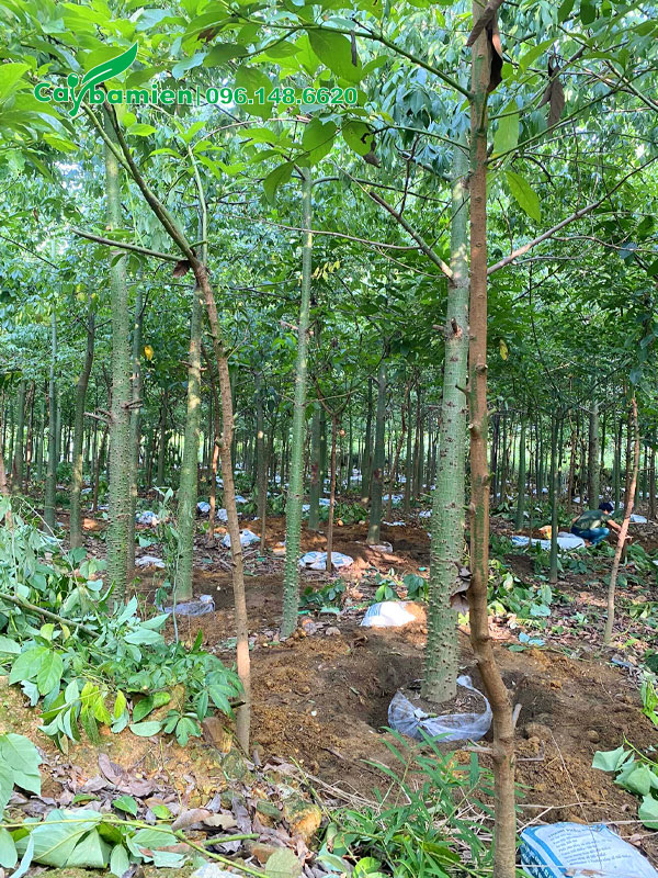 Bứng nóng cây hoa Mỹ Nhân đường kính gốc 15cm