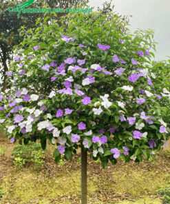 Lài Nhật thoát thân cao 70cm, đường kính tán 1m