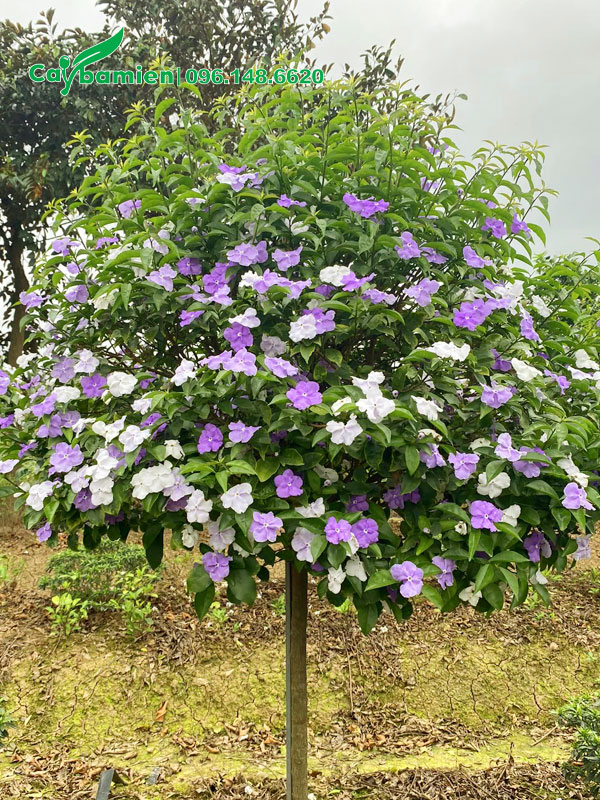 Lài Nhật thoát thân cao 70cm, đường kính tán 1m