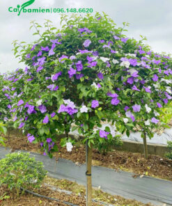 Cây Nhài Nhật thân tree thoát thân cao 70cm