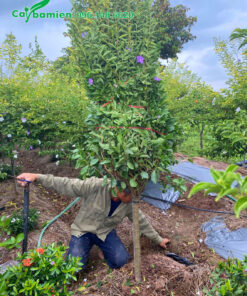 Nhà vườn đang cho công nhân đào đất bứng bầu cây hoa Nhài Nhật đường kính gốc 5cm