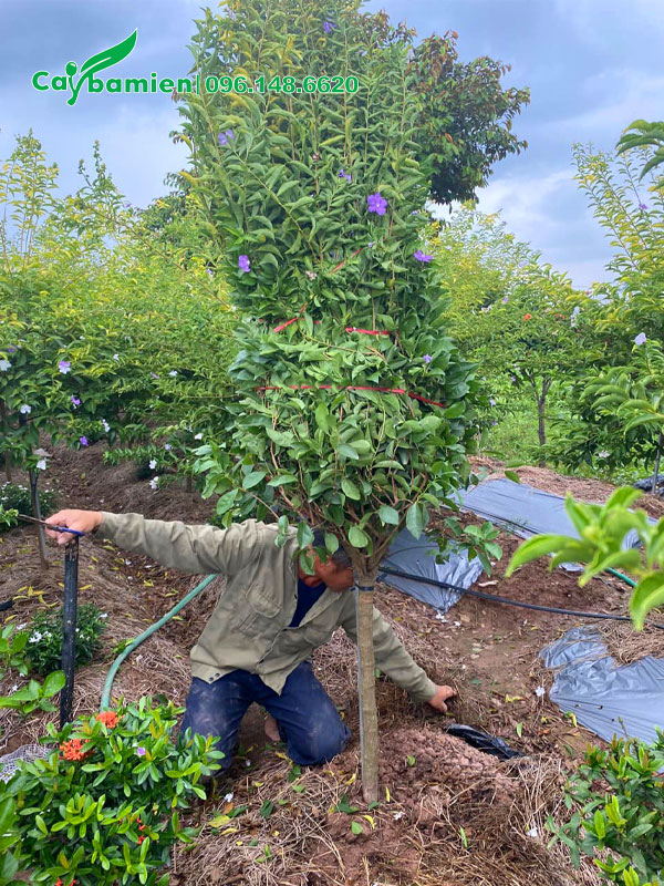 Nhà vườn đang cho công nhân đào đất bứng bầu cây hoa Nhài Nhật đường kính gốc 5cm