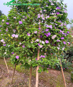 Chống cọc đỡ cho cây Nhài Nhật lâu năm cao 2m