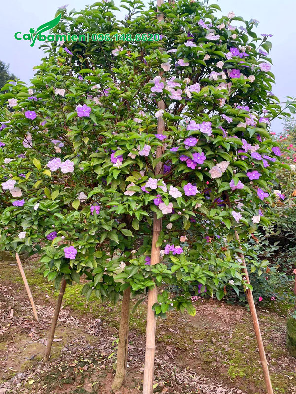 Chống cọc đỡ cho cây Nhài Nhật lâu năm cao 2m