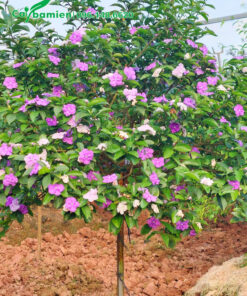 Cây tán đẹp, thoát thân 70cm, đường kính gốc 3cm