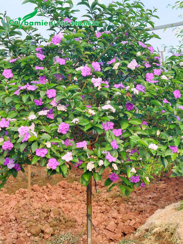 Cây tán đẹp, thoát thân 70cm, đường kính gốc 3cm