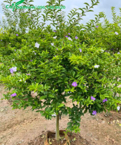 Dưỡng cây Nhài Nhật trong bầu, chiều cao đạt 1m