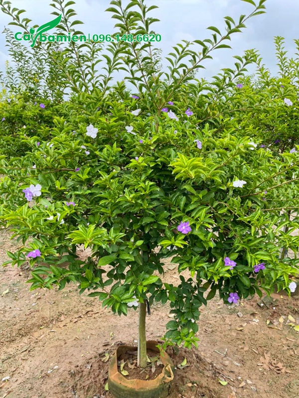 Dưỡng cây Nhài Nhật trong bầu, chiều cao đạt 1m