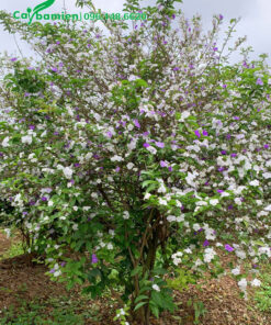 Bụi cây Nhài Nhật có đường kính gốc trên 10cm