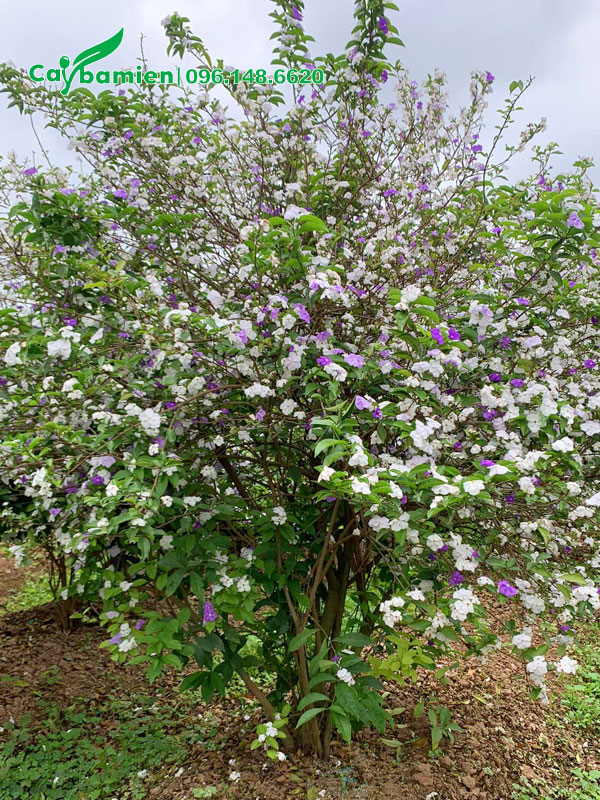 Bụi cây Nhài Nhật có đường kính gốc trên 10cm