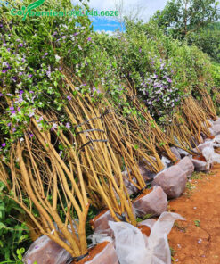 Nhài Nhật thân bụi chiều cao hơn 2m