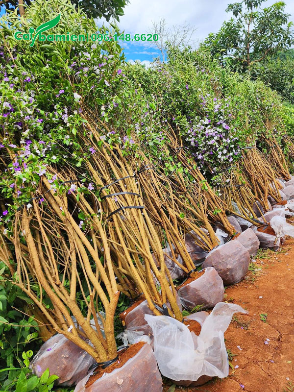 Nhài Nhật thân bụi chiều cao hơn 2m