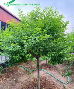 Cành nhánh cây Nhài Nhật phát triển mạnh vào mùa hè